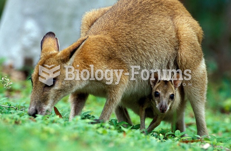 A female Agile Wallaby (Macropus agilis) with young in pouch feeds on grass in Green Bowling Bay Nat