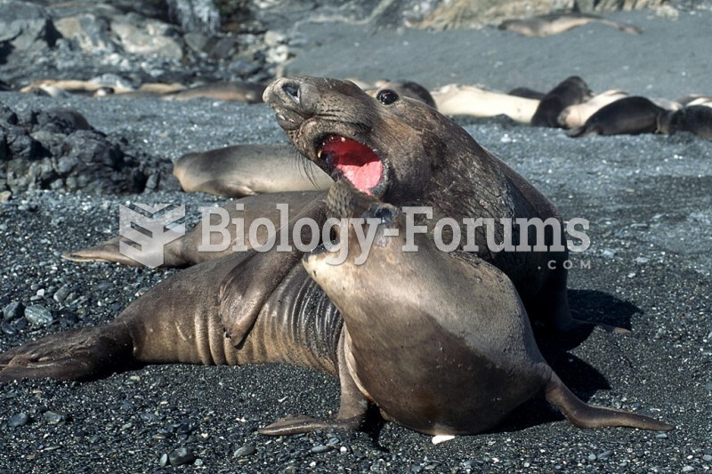Northern Elephant Seals mating (Mirounga angustirostris).