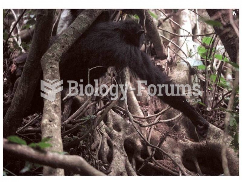 A chimpanzee in Tanzania uses a “wand” to dip for safari ants. 