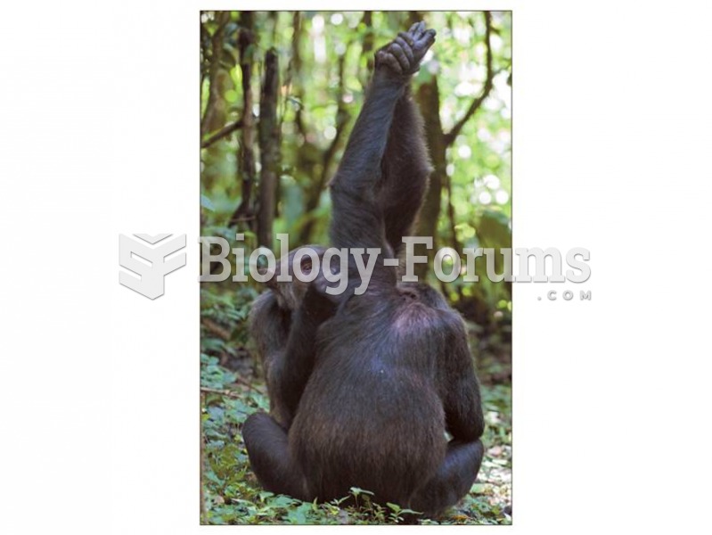 Chimpanzees in the Gombe National Park, Tanzania groom each other by holding an overhead branch with