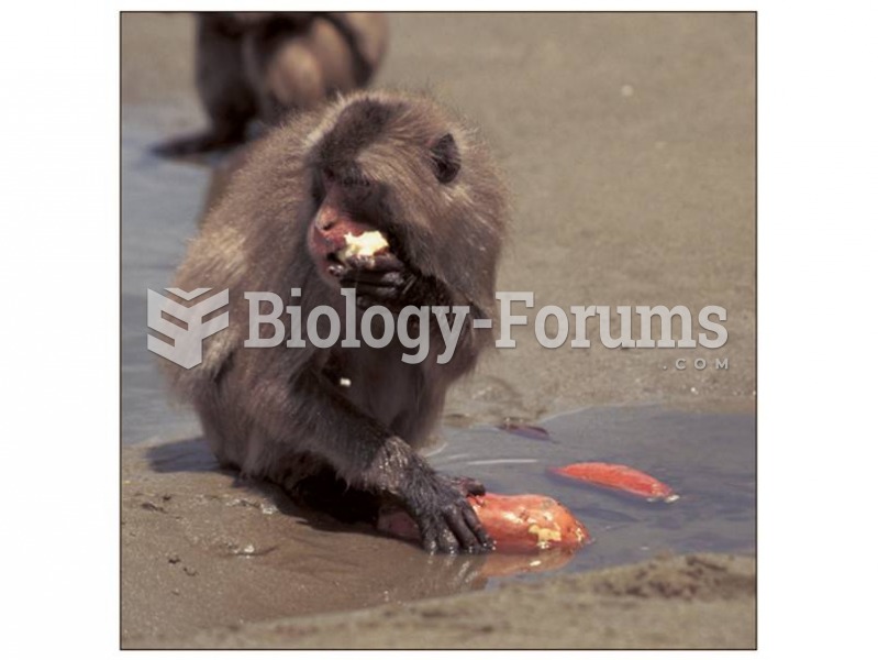 Japanese Macaque washing her sweet potatoes in seawater on Koshima Island, Japan.