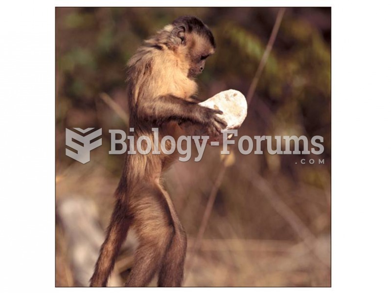 Capuchins use stones to crack open palm nuts in much the same way that chimpanzees in some populatio