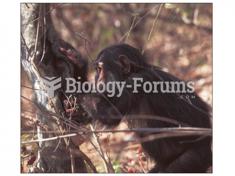 Jane Goodall first observed Gombe chimpanzees chewing leaves, then dipping the chewed-up “wadge” int