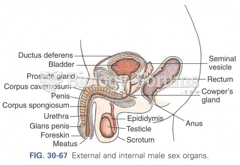 External and internal male sex organs