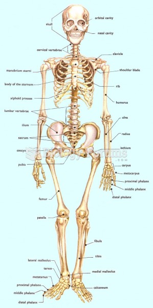 Skeleton Easy to memorise