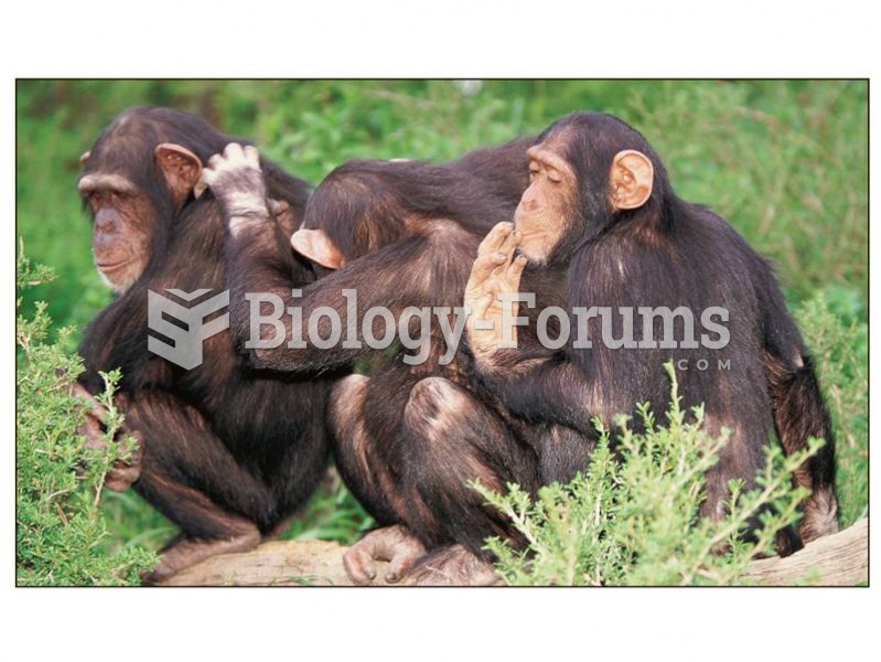 Three chimps grooming each other.