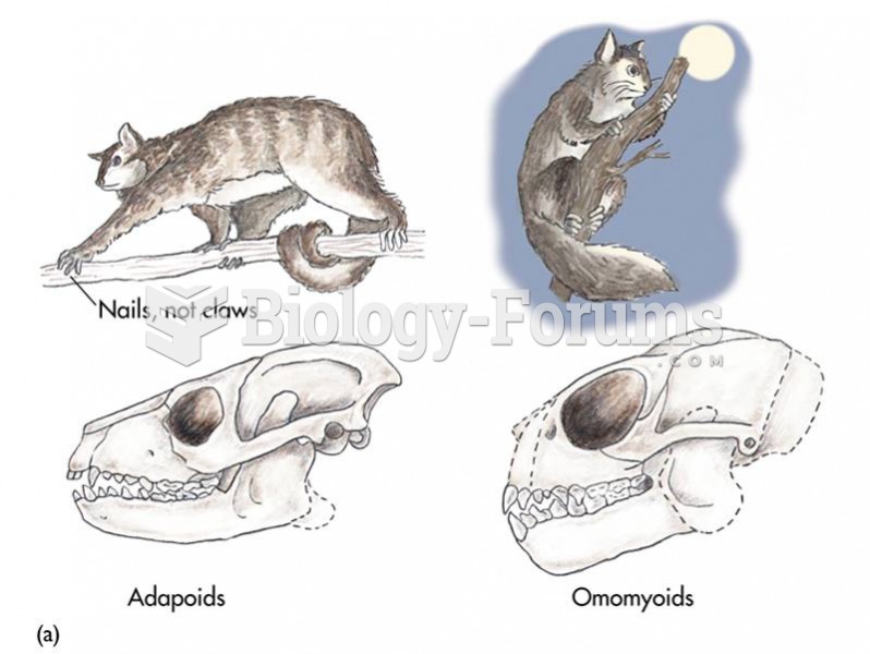 Adapoids and omomyoids had longer snouts and are the first “true” primates.  