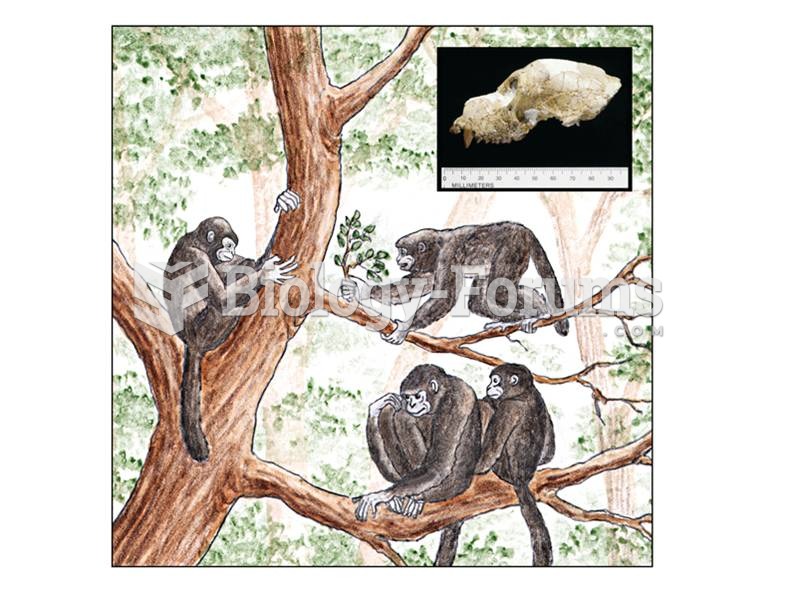 Aegyptopithecus may be ancestral to catarrhines and has full postorbital closure and two premolars. 