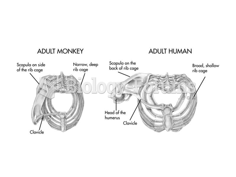 The thorax of apes, including humans, is broad but shallow in contrast to the narrower, deeper chest