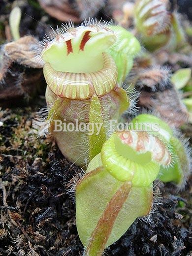 Albany pitcher plant (Cephalotus follicularis)