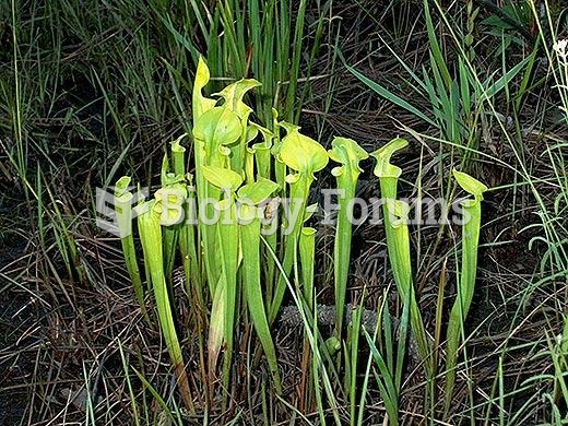 Yellow pitcher plant (Sarracenia flava)