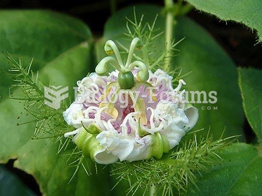 Stinking passion flower (Passiflora foetida)