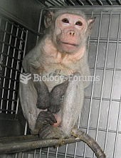 Covance primate-testing lab, Vienna, Virginia, 2004ÃƒÂ¢Ã¢â€šÂ¬Ã¢â‚¬Å“05