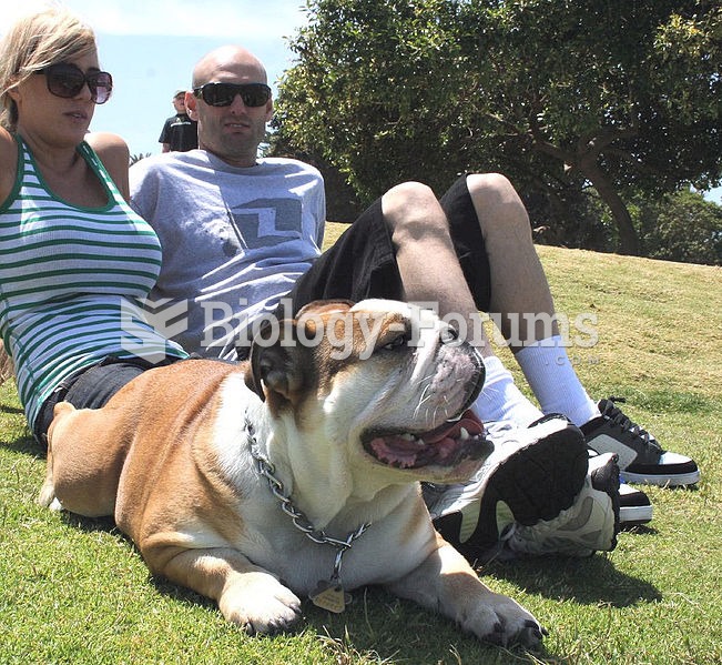 A British Bulldog shares a day at the park.