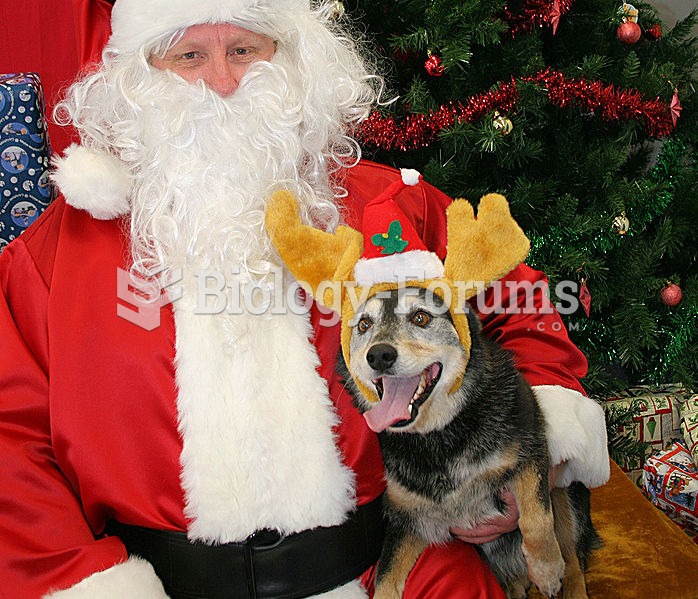 A pet dog taking part in Christmas traditions