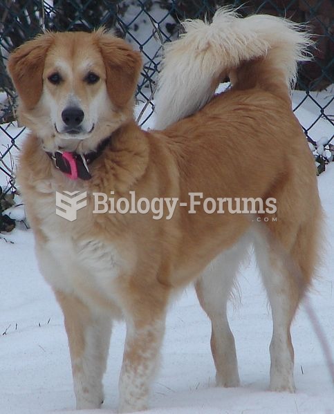 A heavy winter coat with countershading in a mixed-breed dog