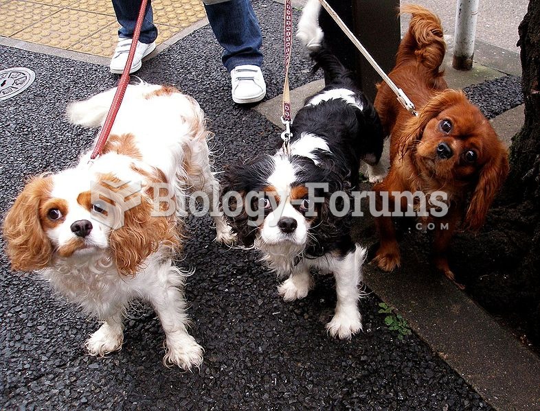 Cavalier King Charles Spaniels demonstrate with-breed variation.