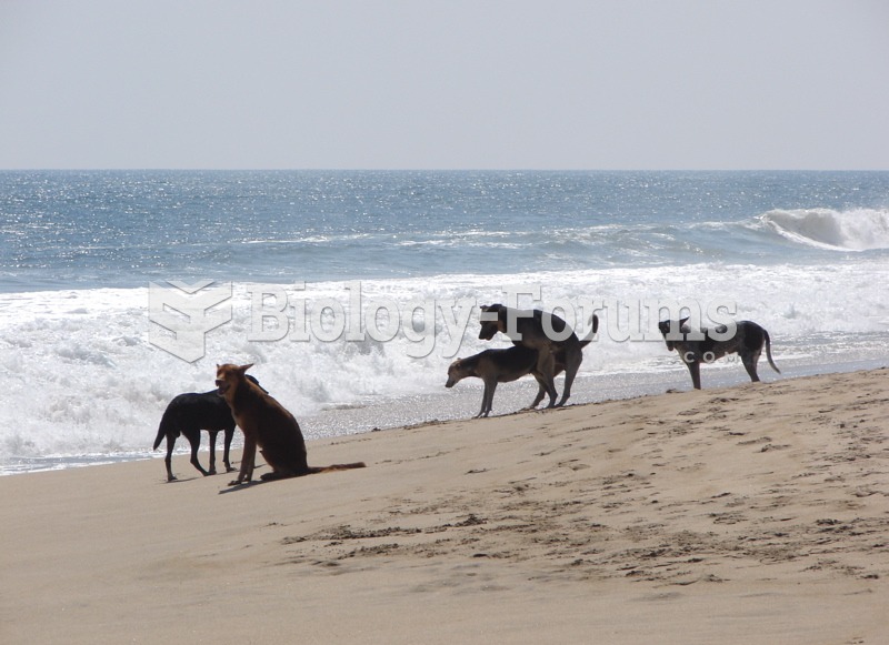 Two dogs copulating on a beach