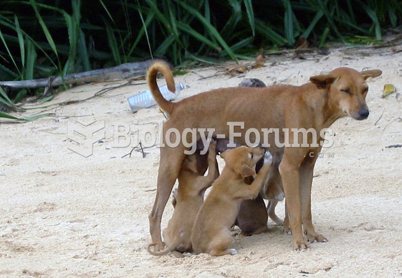 A feral dog from Sri Lanka nursing her four puppies
