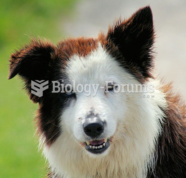 The Border Collie is considered to be one of the most intelligent breeds.