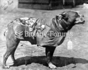 Sergeant Stubby wearing his uniform and medals.