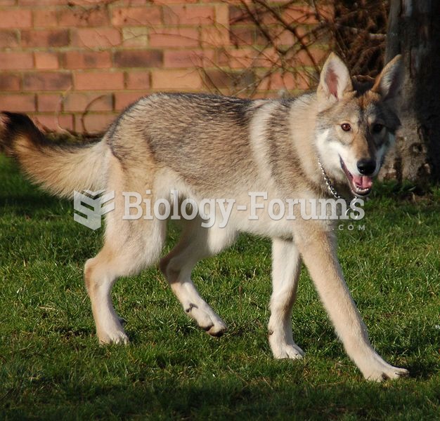 Some dogs, like this Tamaskan, look very much like wolves.