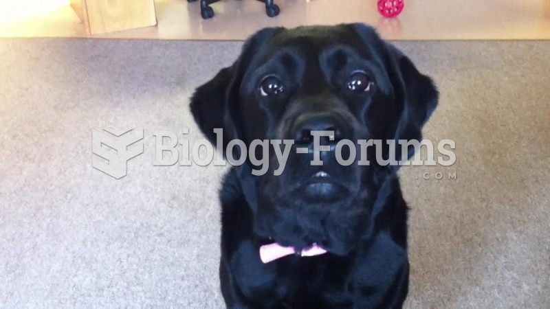 This Labrador Retriever has been trained to woof and bark on command.