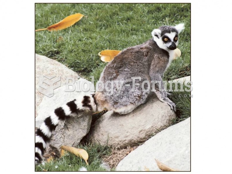 The ring-tailed lemur is the best-known of the Madagascar primates.