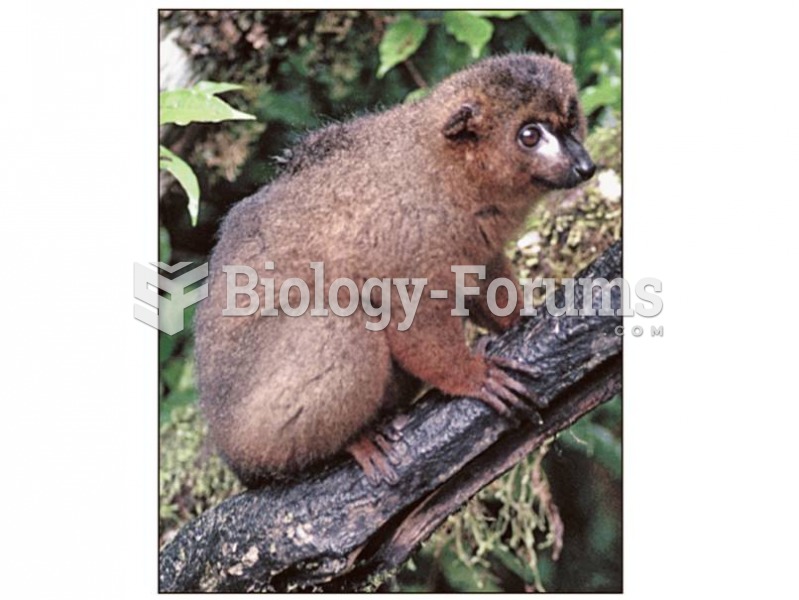 This red-bellied lemur shows clearly the traits that characterize strepsirhine primates.