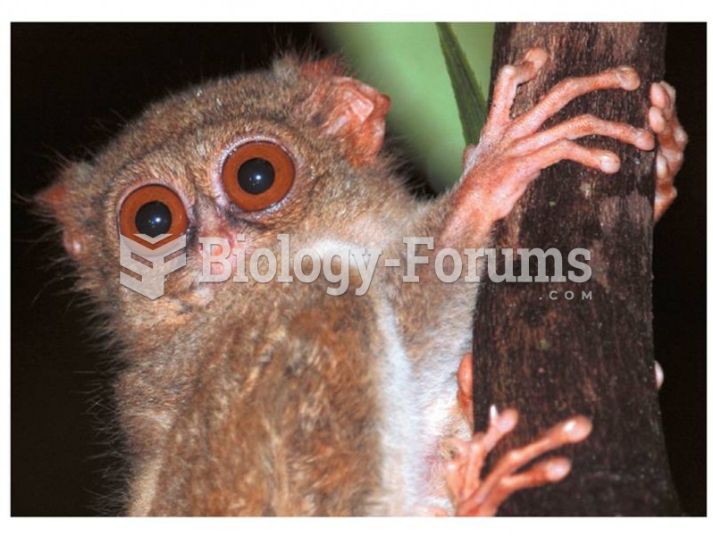 The tarsier is a haplorhine, and may represent an evolutionary bridge between lower and higher prima