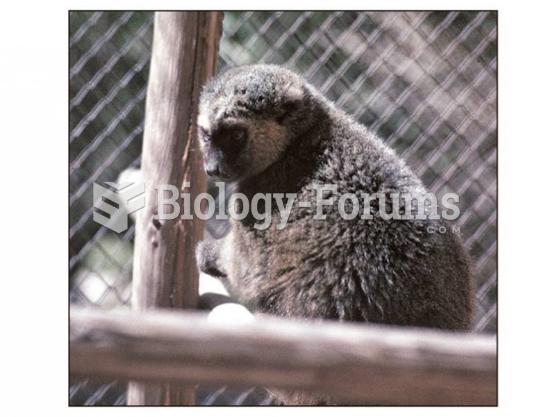 The golden bamboo lemur.