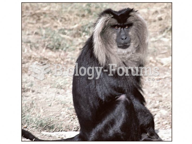 The lion-tailed macaque.