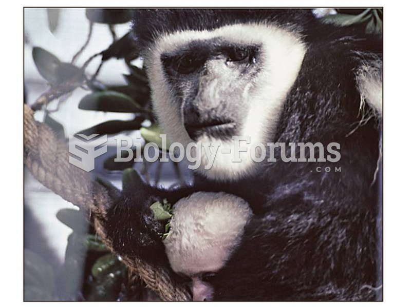 The black-and-white colobus is an African colobine.
