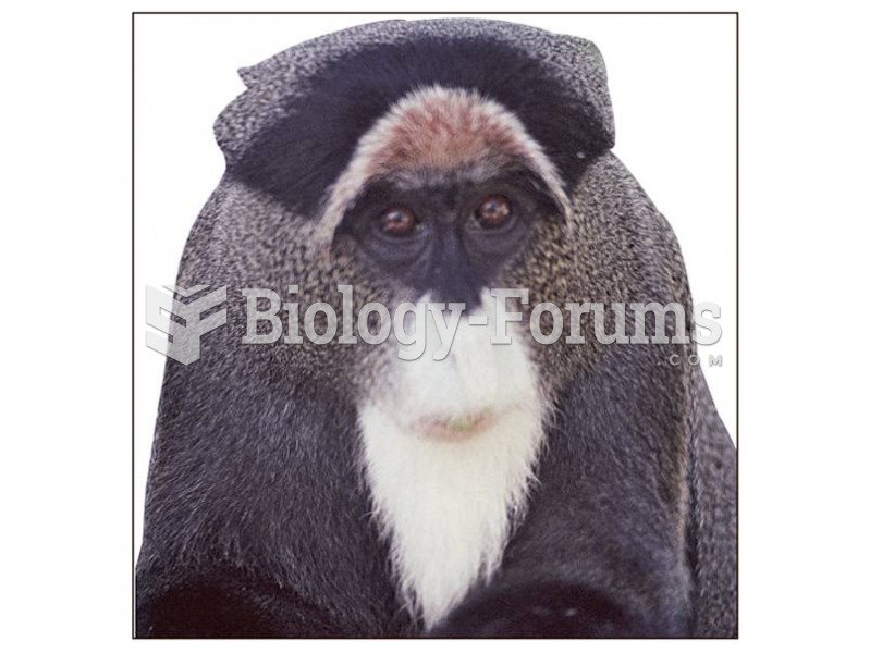 De Brazza’s monkey and its fellow guenons are in the subfamily Cercopithecinae.