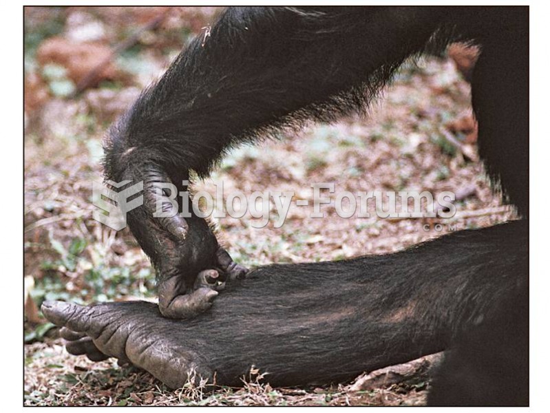 Great apes knuckle-walk when traveling on the ground.