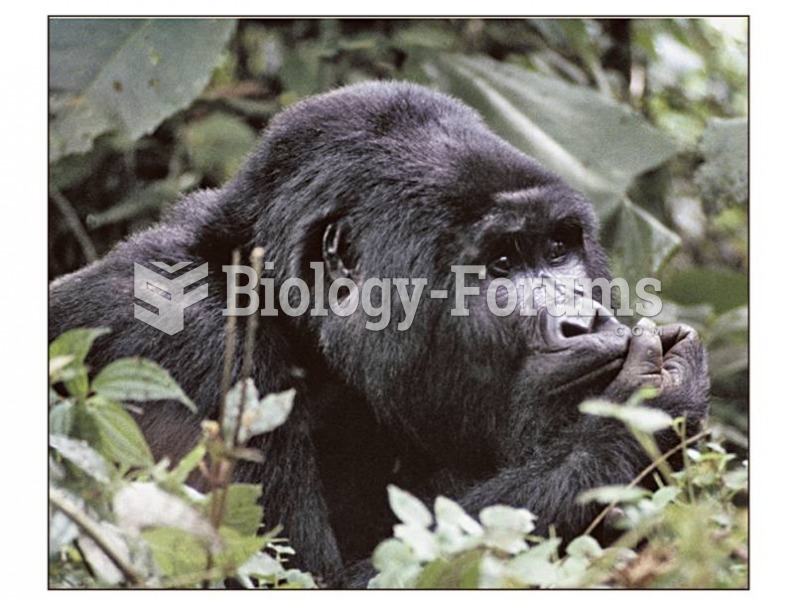 Gorillas are the largest living primates.