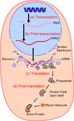 An overview of protein synthesis.