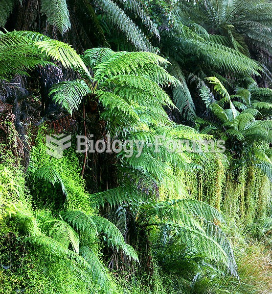Dicksonia antarctica, a species of tree fern