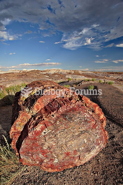 A petrified log in Petrified Forest National Park.