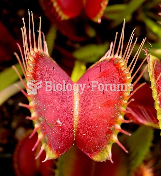 The Venus flytrap, a species of carnivorous plant.