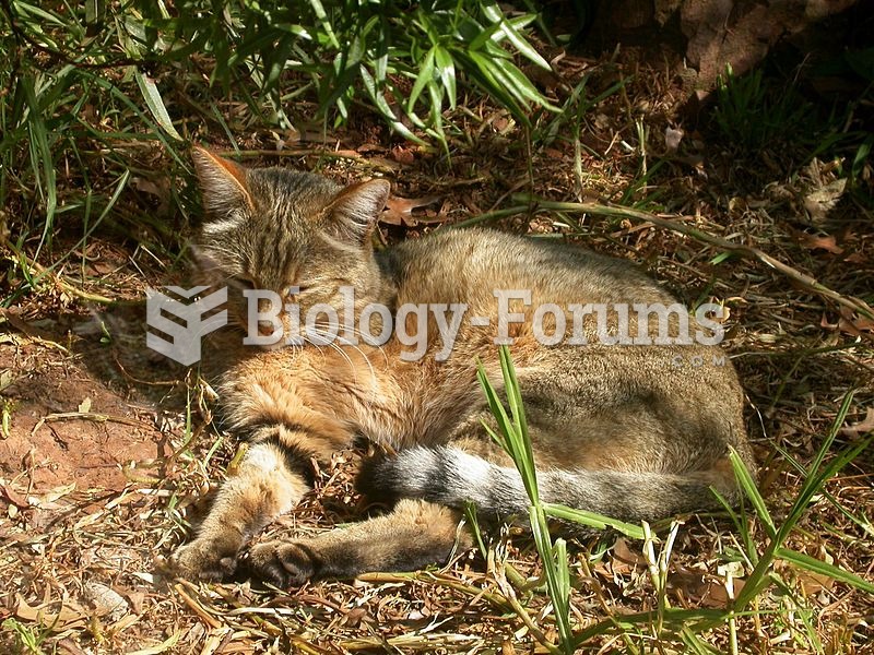 The wildcat Felis silvestris is a close relative and possible ancestor of the domestic cat.