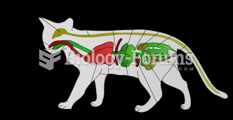 Diagram of the general anatomy of a male cat