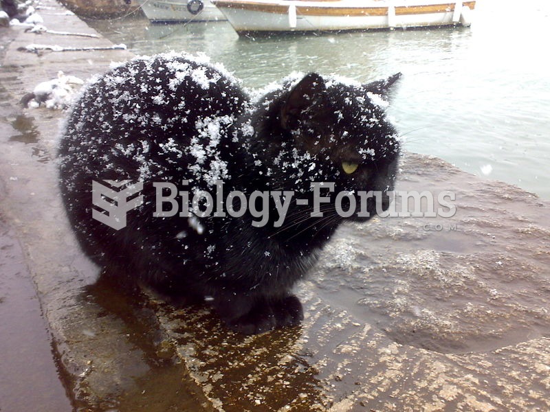 A Black cat under the snow.