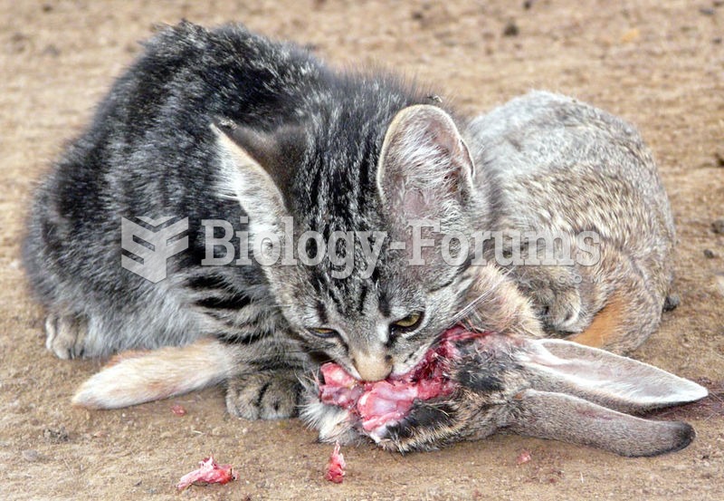Young feral cat eating a cottontail rabbit.