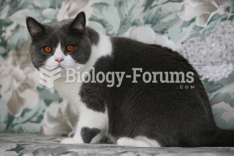 Blue (grey) and white bicolor cat