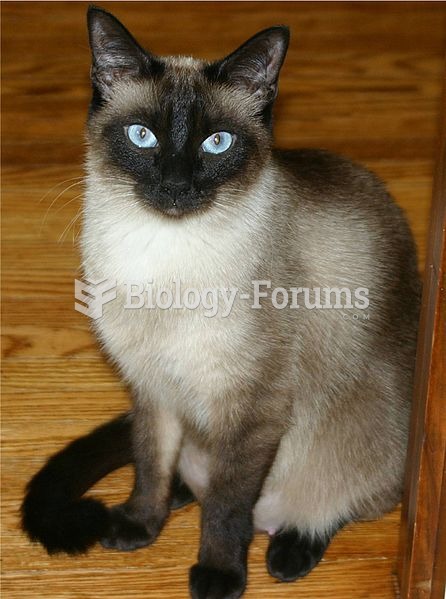 Siamese cat, classical colorpoint pattern