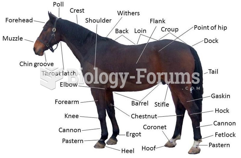 Points of a horse