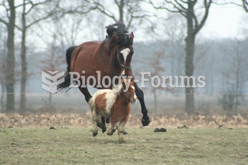 Size varies greatly among horse breeds, as with this full-sized horse and a miniature horse.