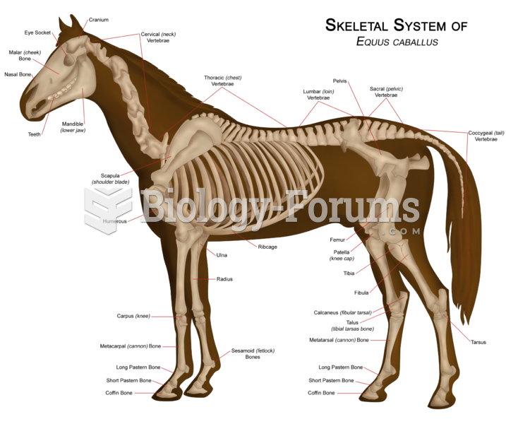 The skeletal system of a modern horse