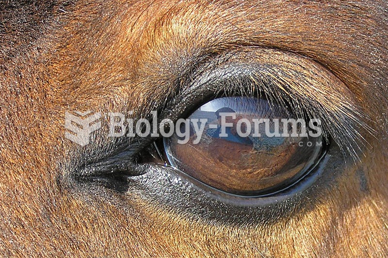 A horse's eye